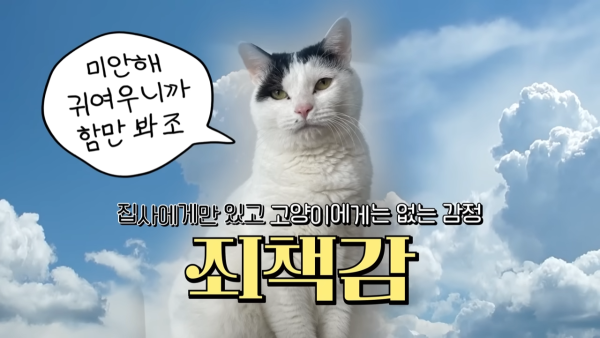 미야옹철-고양이는 집사를 사랑하지 않는다 | 인스티즈