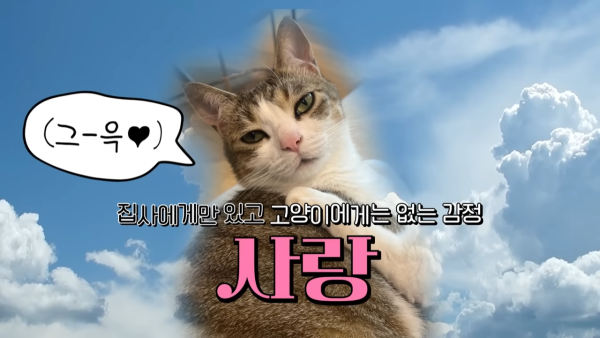 미야옹철-고양이는 집사를 사랑하지 않는다 | 인스티즈