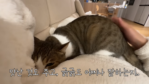 미야옹철-고양이는 집사를 사랑하지 않는다 | 인스티즈