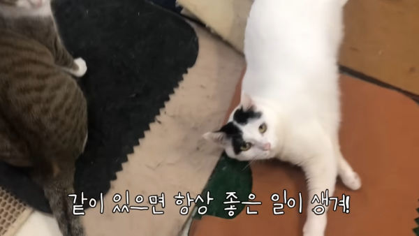 미야옹철-고양이는 집사를 사랑하지 않는다 | 인스티즈