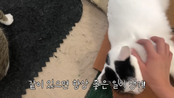 미야옹철-고양이는 집사를 사랑하지 않는다 | 인스티즈