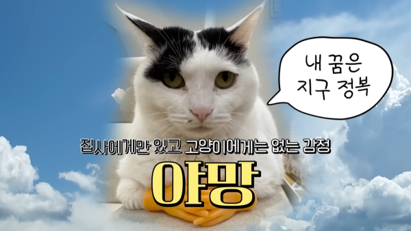 미야옹철-고양이는 집사를 사랑하지 않는다 | 인스티즈