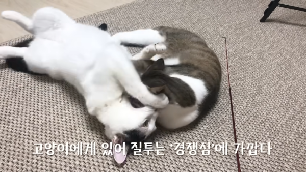 미야옹철-고양이는 집사를 사랑하지 않는다 | 인스티즈