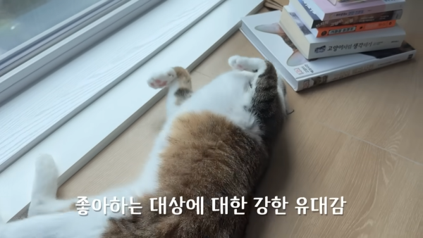 미야옹철-고양이는 집사를 사랑하지 않는다 | 인스티즈