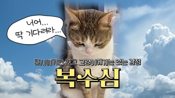 미야옹철-고양이는 집사를 사랑하지 않는다 | 인스티즈