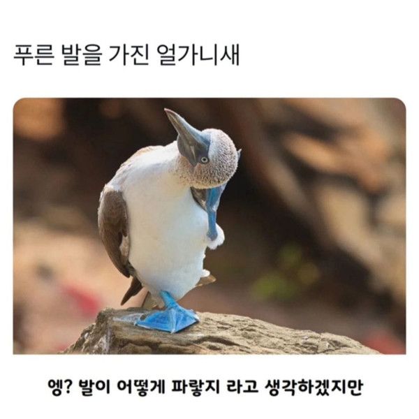 4 푸른 발을 가진 새.jpg