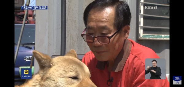 잃어버린지 41일만에 혼자 집 찾아 와 뉴스 탄 진돗개 손홍민이.jpg | 인스티즈