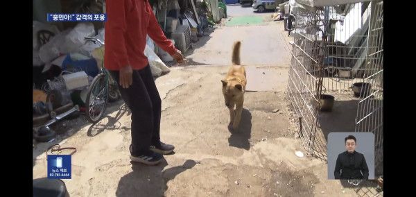 잃어버린지 41일만에 혼자 집 찾아 와 뉴스 탄 진돗개 손홍민이.jpg | 인스티즈