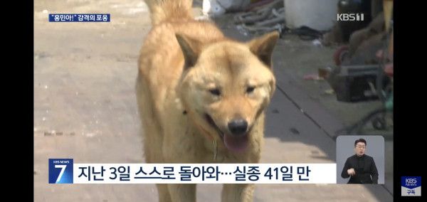 잃어버린지 41일만에 혼자 집 찾아 와 뉴스 탄 진돗개 손홍민이.jpg | 인스티즈
