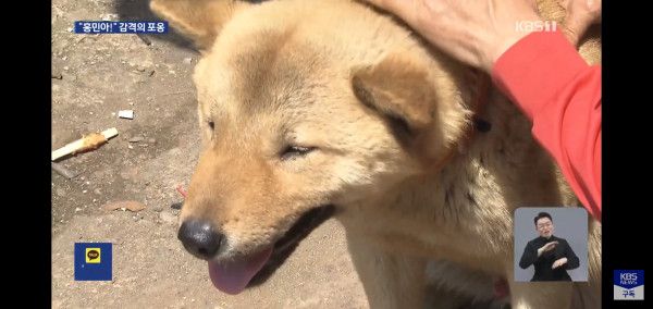 잃어버린지 41일만에 혼자 집 찾아 와 뉴스 탄 진돗개 손홍민이.jpg | 인스티즈