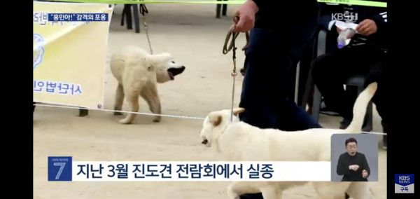 잃어버린지 41일만에 혼자 집 찾아 와 뉴스 탄 진돗개 손홍민이.jpg | 인스티즈