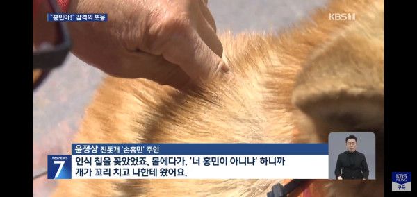 잃어버린지 41일만에 혼자 집 찾아 와 뉴스 탄 진돗개 손홍민이.jpg | 인스티즈