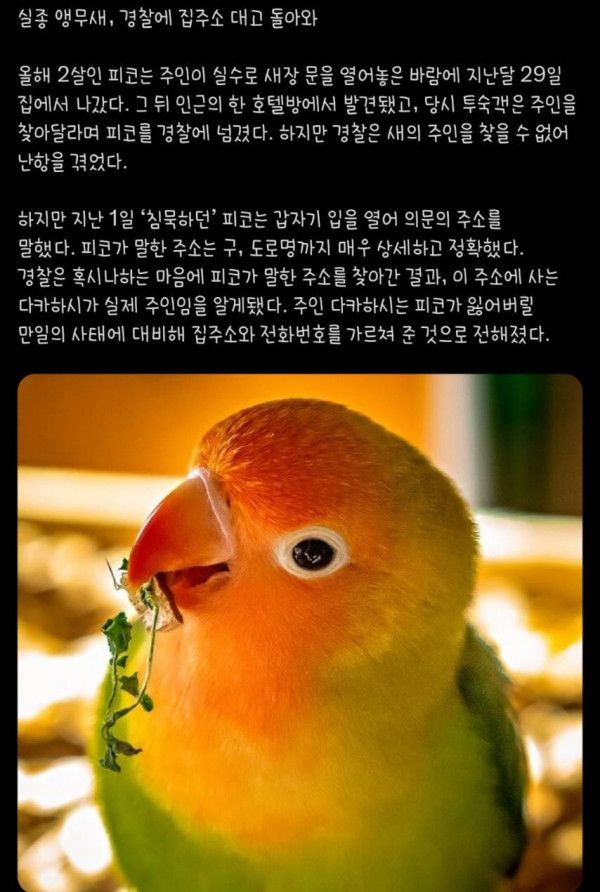 20 실종 앵무새, 경찰에 집주소 대고 돌아와.jpg