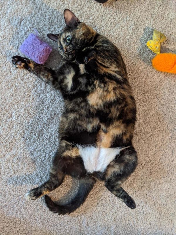 빤쓰를 입고 태어난 고양이 | 인스티즈