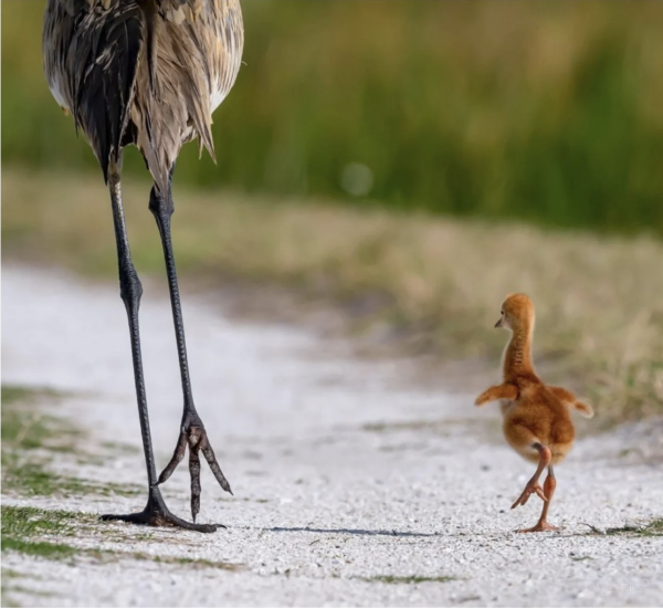 님들 아기 두루미 본 적 있음? | 인스티즈