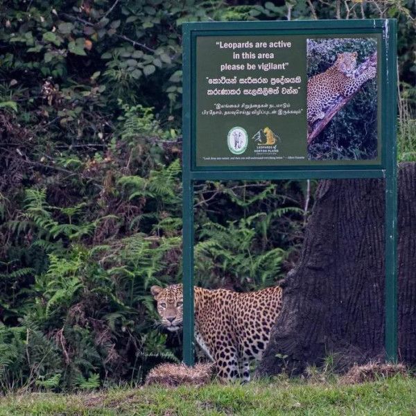 8 신뢰도 100_ 표범 출몰 주의 간판.png.jpg