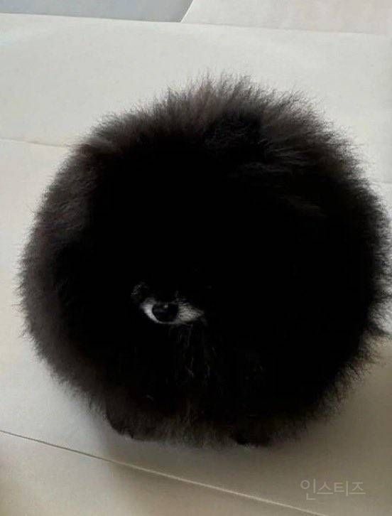 까맣고 둥실둥실한 포메가 주둥이만 하얀색일 경우 | 인스티즈
