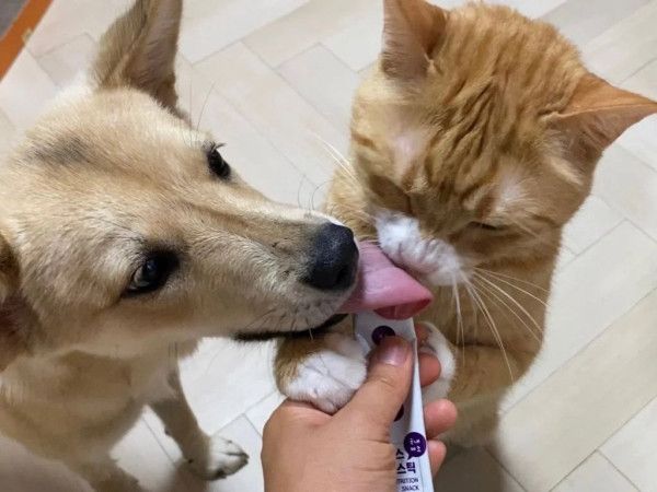 14 강아지 고양이 혀 크기 차이.jpg