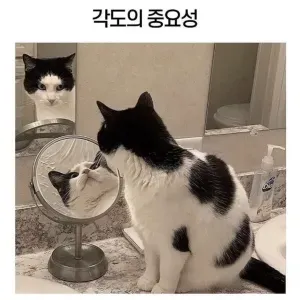 고양이로보는 각도의 중요성