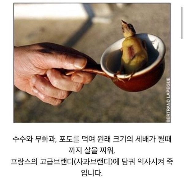 오트톨랑이 문제되는건 술에 익사시켜서 죽이는거만 문제되는게 아님_1.png