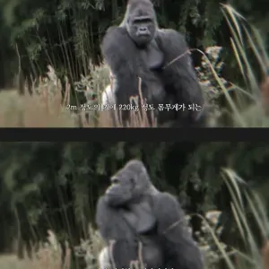 메타인지 확실한 추성훈