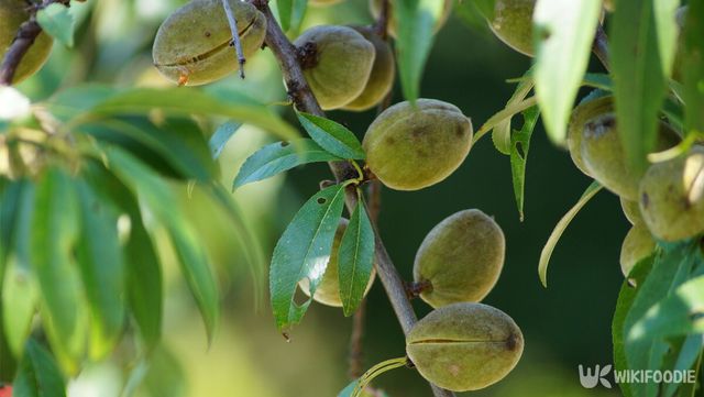 아몬드나무 사진. / hoverboard74-shutterstock.com