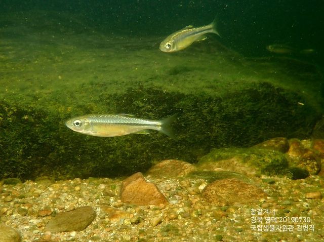 참갈겨니 사진. / 국립생물자원관