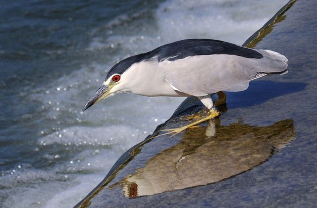 해오라기 사진. / 국립생물자원관