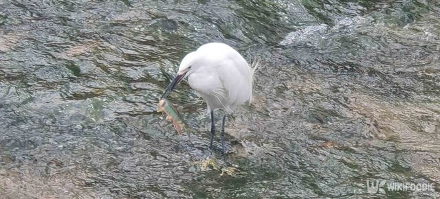 중대백로 사진. / 위키푸디
