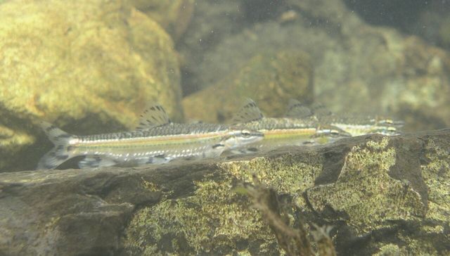 쉬리 사진. / 국립생물자원관