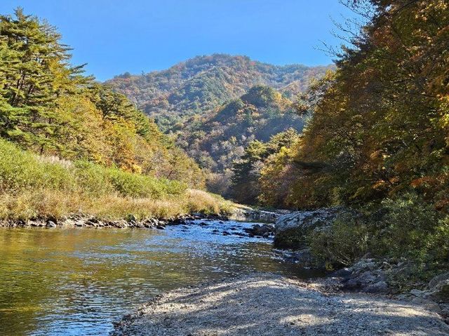 홍천 은행나무 숲 사진. / 대한민국 구석구석