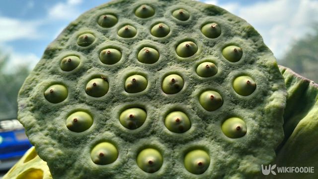 연자육 사진. /&nbsp;Dyena Atyqa-shutterstock.com