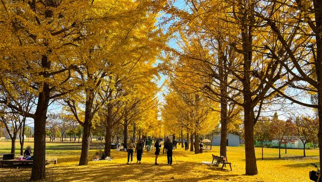여주 강천섬 유원지 사진. / 여주시 블로그