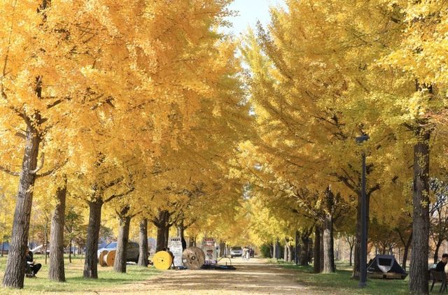 여주 강천섬 유원지 사진. / 여주시 블로그