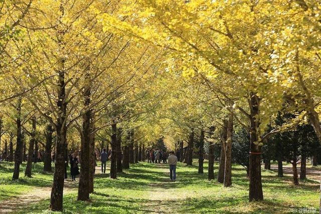 홍천 은행나무 숲 사진. / 대한민국 구석구석