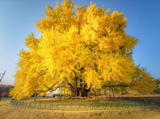 반계리 은행나무 사진. / 한국관광공사 블로그(강원지사 모먼트 스튜디오)