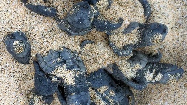 카보베르데 살섬에서 푸른바다거북 부화 개체를 방류하고 있다. /&nbsp;Project Biodiversity X