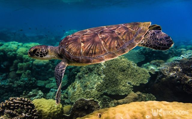 푸른바다거북 사진. /&nbsp;apple-of-the-earths-shutterstock.com