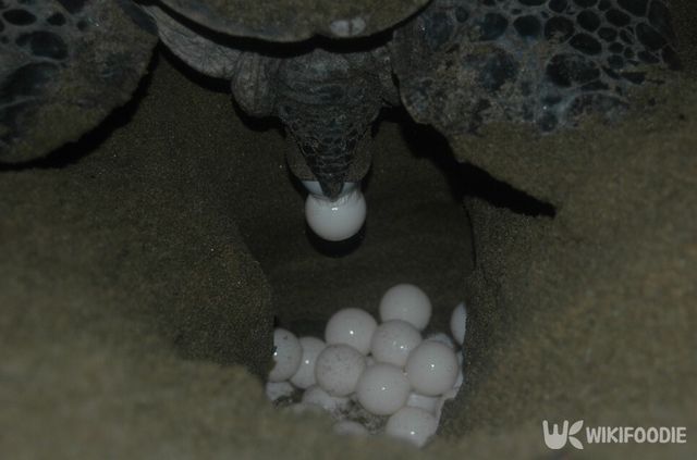 푸른바다거북이 해변 모래사장에서 산란 중인 모습. 모래 구덩이에 흰 알들이 쌓여 있다. /&nbsp;David Evison-shutterstock.com