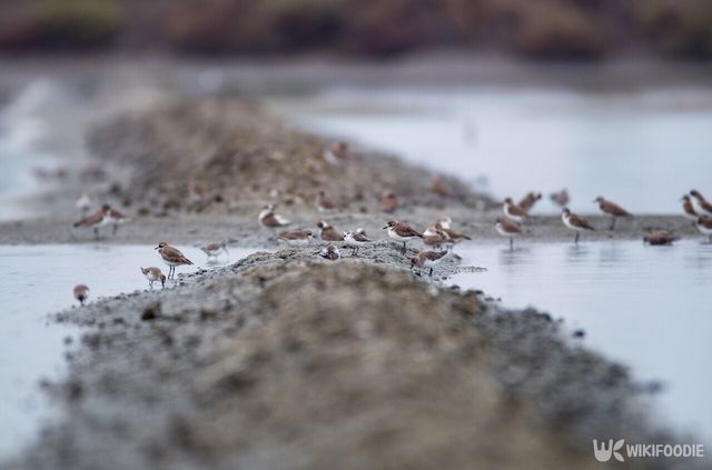 넓적부리도요 사진. /&nbsp;Thipwan-shutterstock.com