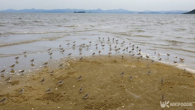 갯벌 위에서 먹이를 찾는 넓적부리도요 무리 사진. / 위키푸디