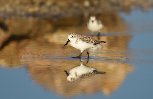 넓적부리도요 사진. /&nbsp;Atiwich Kaewchum-shutterstock.com