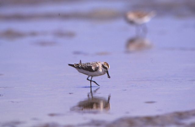 넓적부리도요 사진. /&nbsp;국립생태원 윤종민