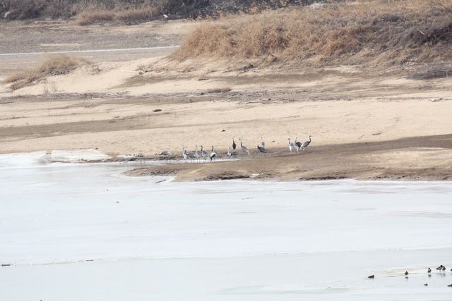 재두루미 자료 사진. / 국립생물자원관