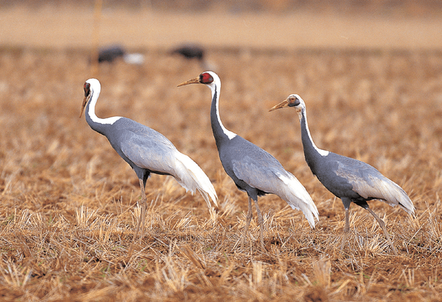재두루미 자료 사진. / 국립생물자원관