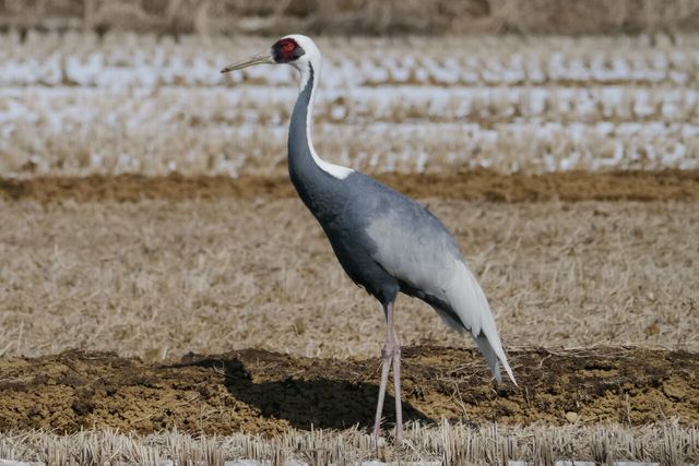 재두루미 자료 사진. / 국립생물자원관