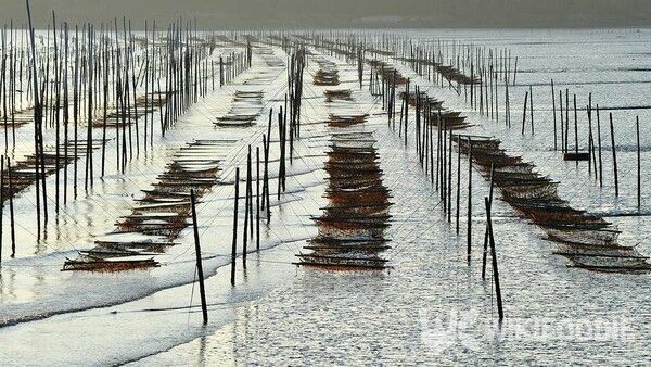김을 양식하는 시설을 담은 모습이다. /Yeongsik Im-shutterstock.com