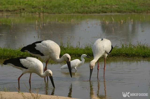 논 위에서 황새들이 먹이를 찾고 있다. / 위키푸디