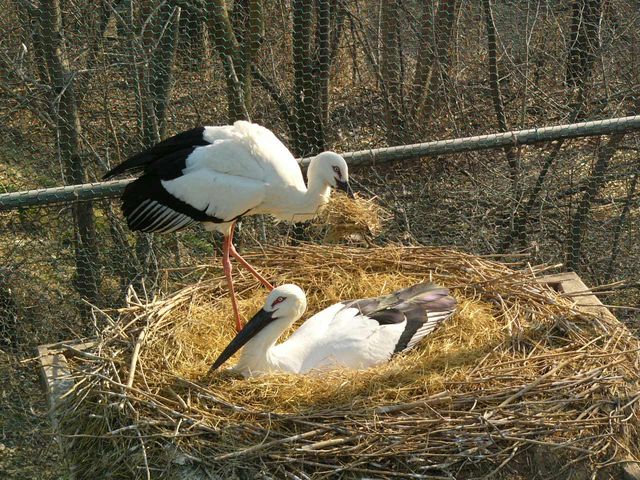 암컷이 알을 품는 동안 수컷이 둥지를 정리하고 있다. / 국립생물자원관