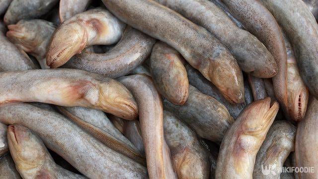 갓 잡은 개소겡이 한데 모여 있다. / 위키푸디